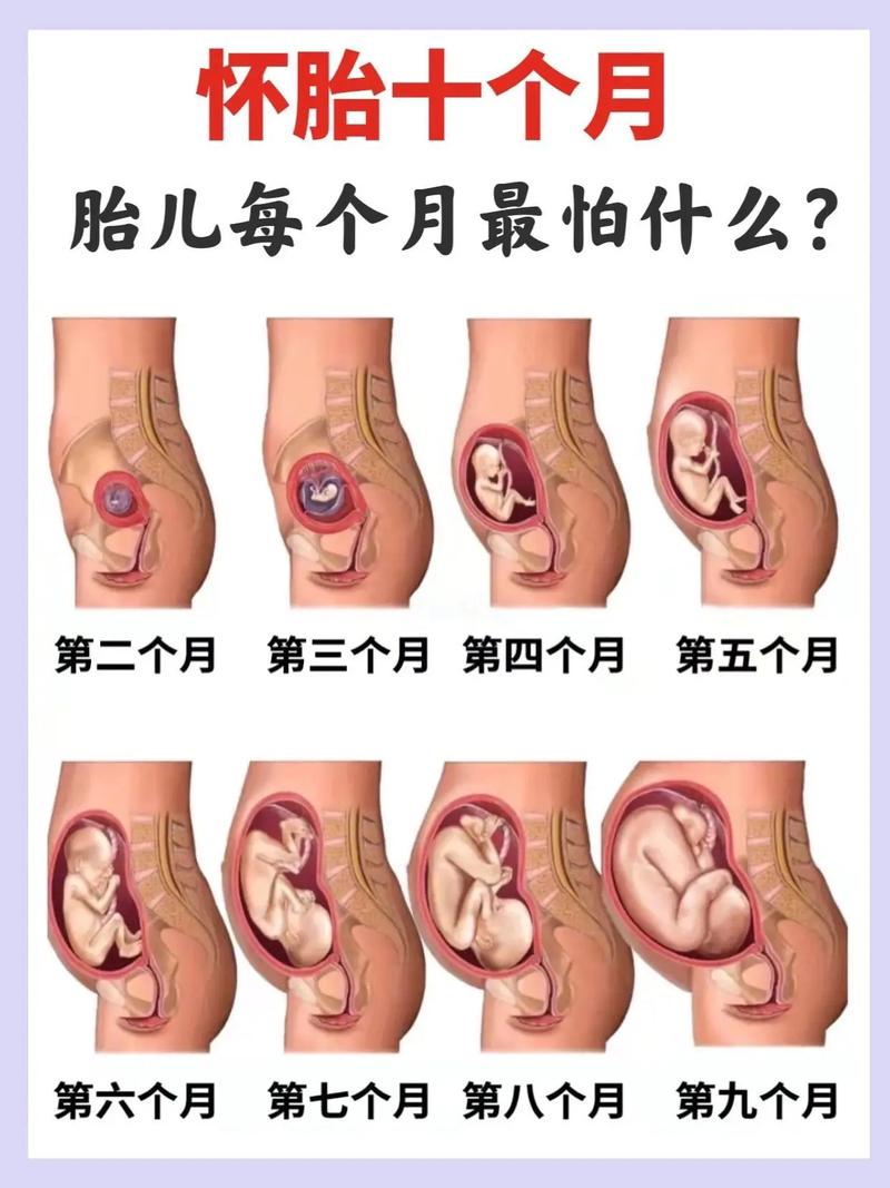 孕最后一个月胎儿到底能长多少？-第2张图片-中州医学会