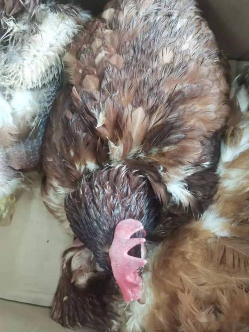 新生儿小鸡有白色分泌物要紧吗?-第1张图片-中州医学会 新生儿小鸡有白色分泌物要紧吗?-第1张图片-中州医学会