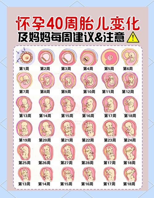 孕期40周全程贴心伴侣，具体如何贴心？-第2张图片-中州医学会