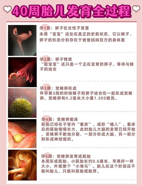 孕期40周全程贴心伴侣，具体如何贴心？-第1张图片-中州医学会