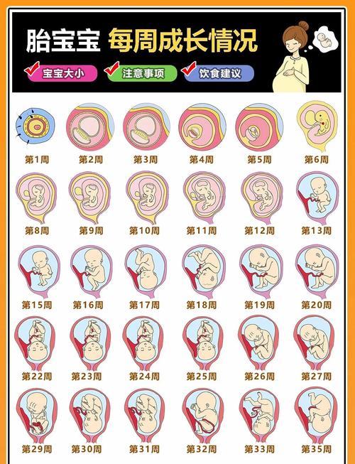 孕期40周全程贴心伴侣，具体如何贴心？-第3张图片-中州医学会