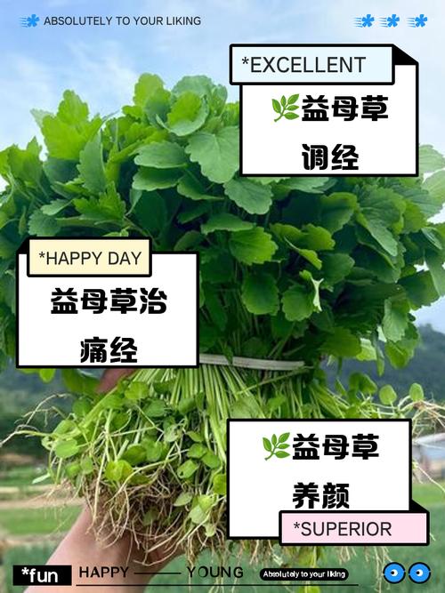 孕期喝益母草对胎儿有影响吗？-第3张图片-中州医学会