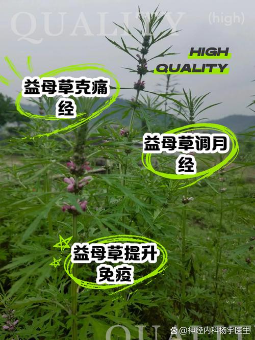 孕期喝益母草对胎儿有影响吗？-第1张图片-中州医学会