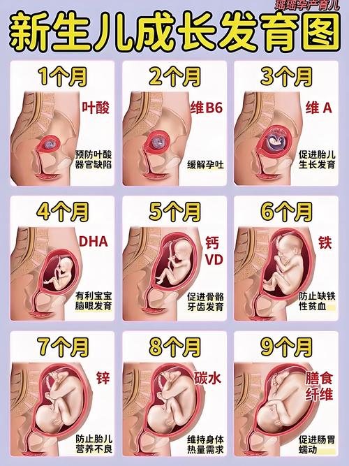 胎儿哪个阶段长得最快?-第1张图片-中州医学会 胎儿哪个阶段长得最快?-第1张图片-中州医学会
