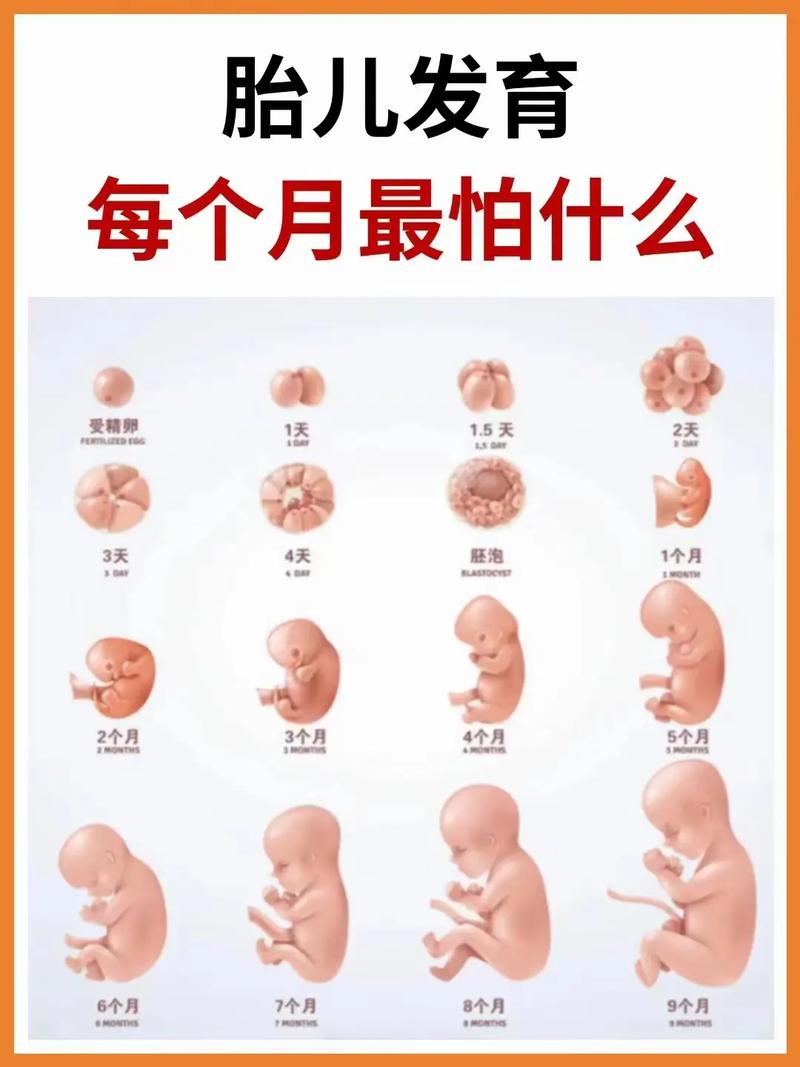 胎儿哪个阶段长得最快?-第3张图片-中州医学会 胎儿哪个阶段长得最快?-第3张图片-中州医学会