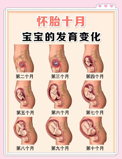 胎儿哪个阶段长得最快?-第2张图片-中州医学会 胎儿哪个阶段长得最快?-第2张图片-中州医学会