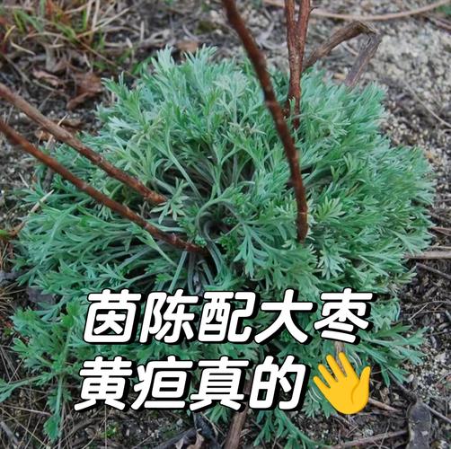 孕妇吃什么真能防新生儿黄疸？-第1张图片-中州医学会