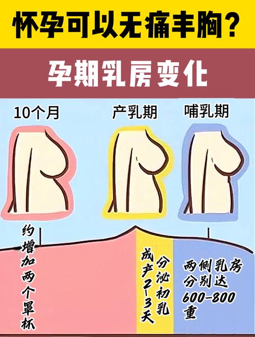 孕期乳房会持续增大吗?-第3张图片-中州医学会 孕期乳房会持续增大吗?-第3张图片-中州医学会