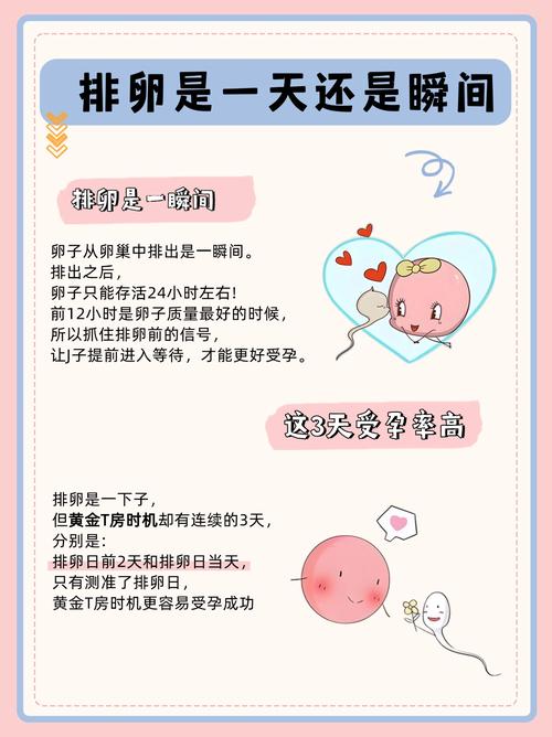 排卵日和易孕期是一回事吗?-第3张图片-中州医学会 排卵日和易孕期是一回事吗?-第3张图片-中州医学会