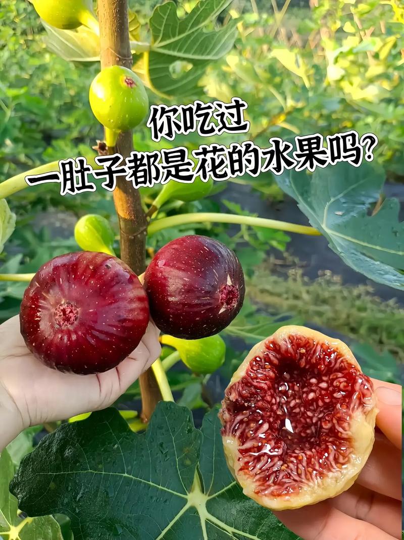 孕期血糖高能吃无花果吗？-第2张图片-中州医学会