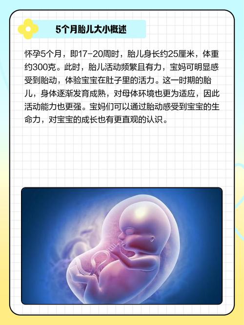 孕期五个月宝宝发育标准图有哪些关键指标？-第1张图片-中州医学会