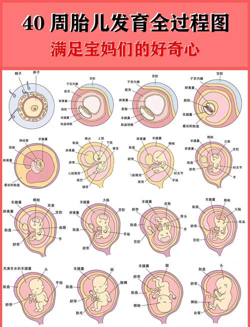 孕期五个月宝宝发育标准图有哪些关键指标？-第2张图片-中州医学会