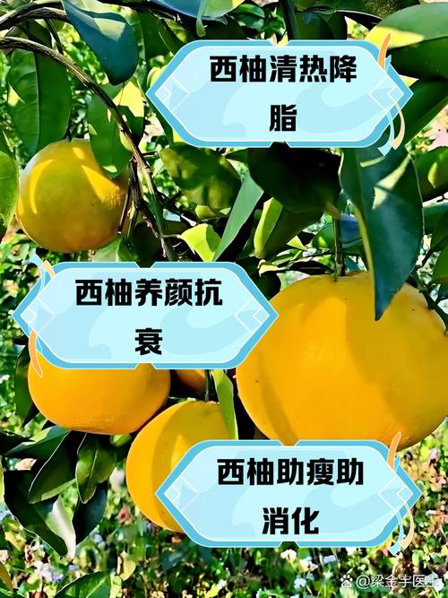 孕期吃柚子,到底有哪些好处?-第3张图片-中州医学会 孕期吃柚子,到底有哪些好处?-第3张图片-中州医学会