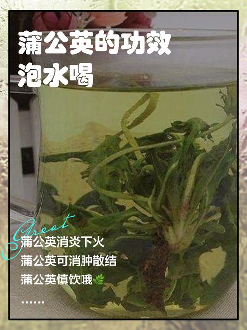 备孕期能喝蒲公英水吗?-第1张图片-中州医学会 备孕期能喝蒲公英水吗?-第1张图片-中州医学会