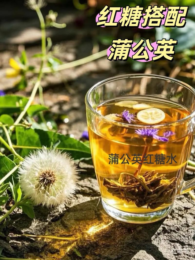 备孕期能喝蒲公英水吗？-第3张图片-中州医学会