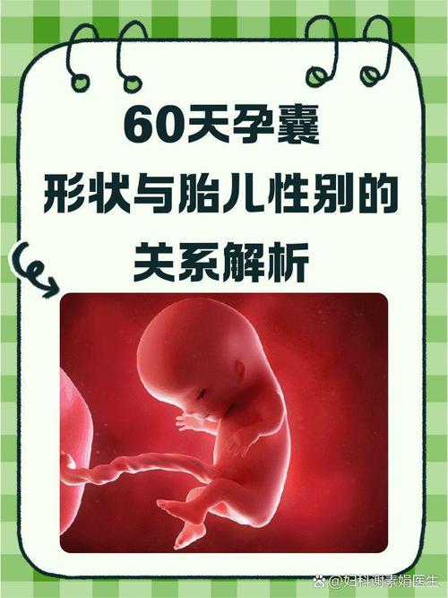 孕期60天宝宝有多大?-第2张图片-中州医学会 孕期60天宝宝有多大?-第2张图片-中州医学会