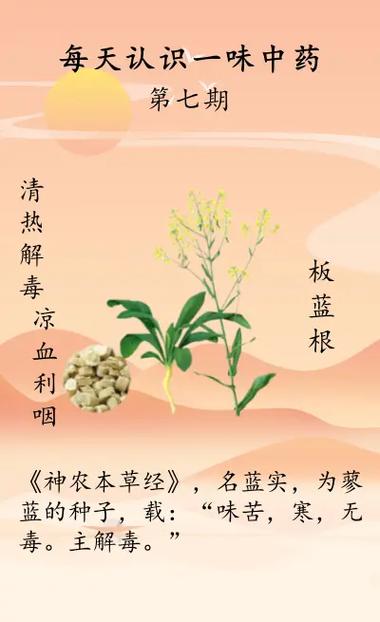 孕期感冒能吃板蓝根吗？-第2张图片-中州医学会