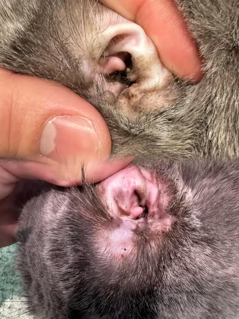 新生儿耳朵黑毛是异常吗？-第1张图片-中州医学会