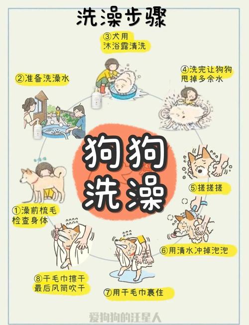 泰迪怀孕期能洗澡吗？-第3张图片-中州医学会