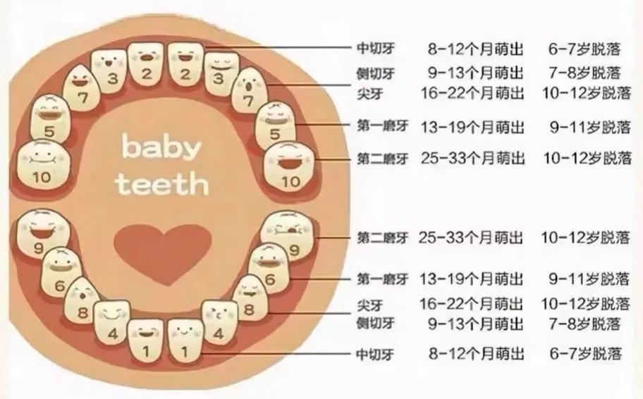 儿童哪些牙齿不会替换？-第3张图片-中州医学会