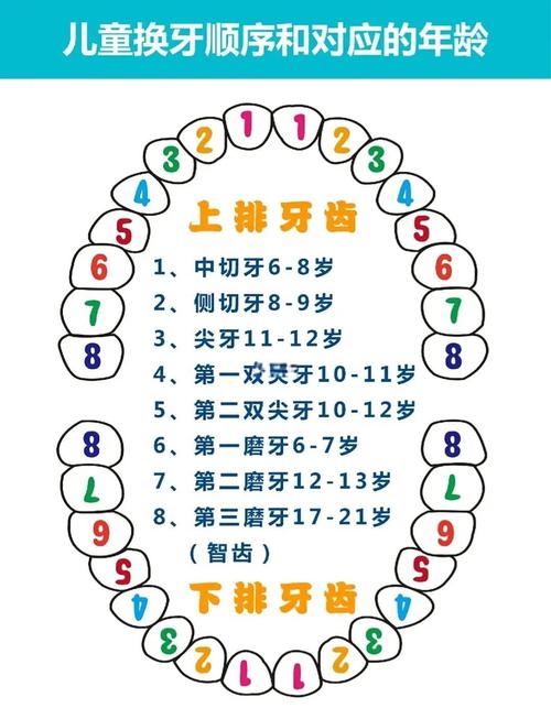 儿童哪些牙齿不会替换？-第1张图片-中州医学会