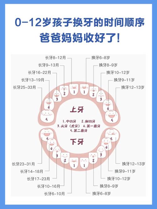 儿童哪些牙齿不会替换？-第2张图片-中州医学会