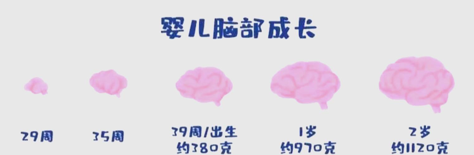 孕期宝宝脑发育高峰期，关键营养怎么补？-第2张图片-郑州医学网
