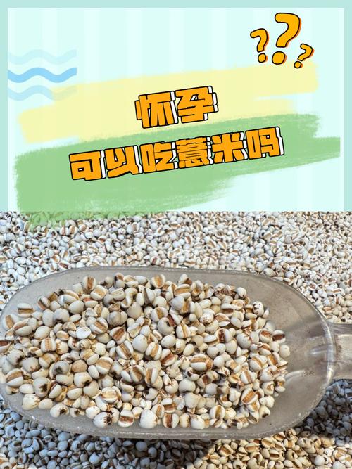 备孕期间吃薏仁会影响受孕吗?有没有科学依据?-第1张图片-郑州医学网 备孕期间吃薏仁会影响受孕吗?有没有科学依据?-第1张图片-郑州医学网