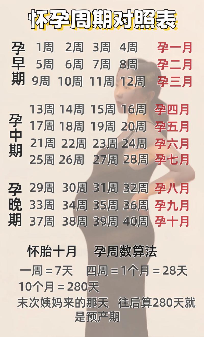 孕期5个半月到底对应多少周？胎儿发育阶段该如何准确换算？-第2张图片-郑州医学网