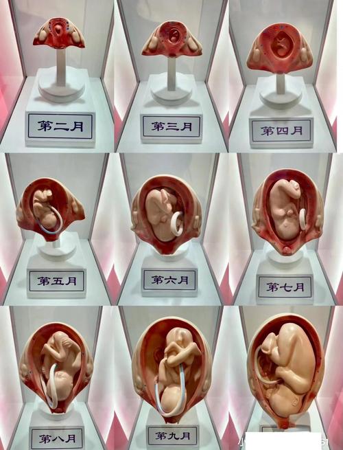 孕期每个月宝宝生长变化有何不同？关键发育节点要注意什么？-第2张图片-郑州医学网