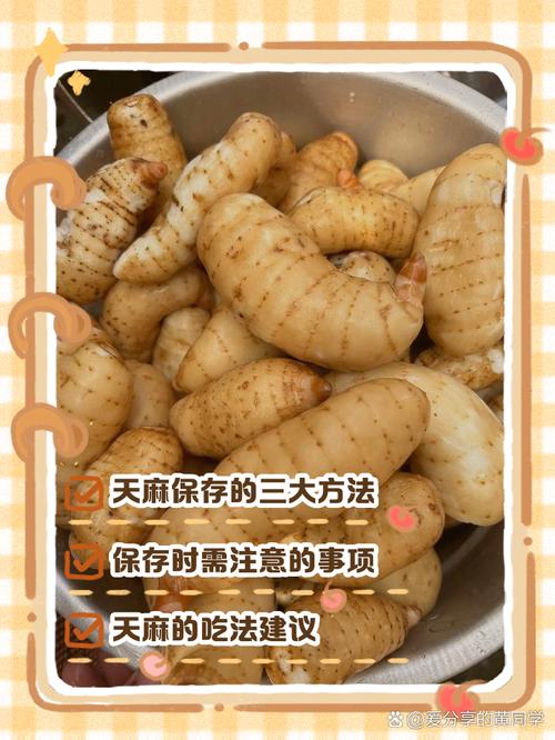 备孕期间吃天麻安全吗?对胎儿发育有潜在风险吗?-第3张图片-郑州医学网 备孕期间吃天麻安全吗?对胎儿发育有潜在风险吗?-第3张图片-郑州医学网