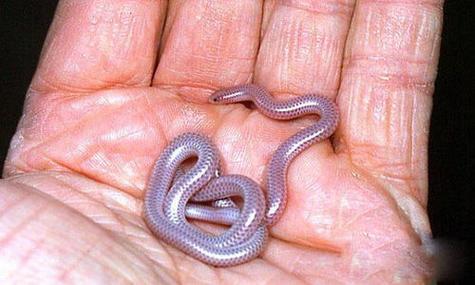 怀孕期间频繁梦见多条小蛇,是胎动暗示还是孕期焦虑的投射?-第3张图片-郑州医学网 怀孕期间频繁梦见多条小蛇,是胎动暗示还是孕期焦虑的投射?-第3张图片-郑州医学网