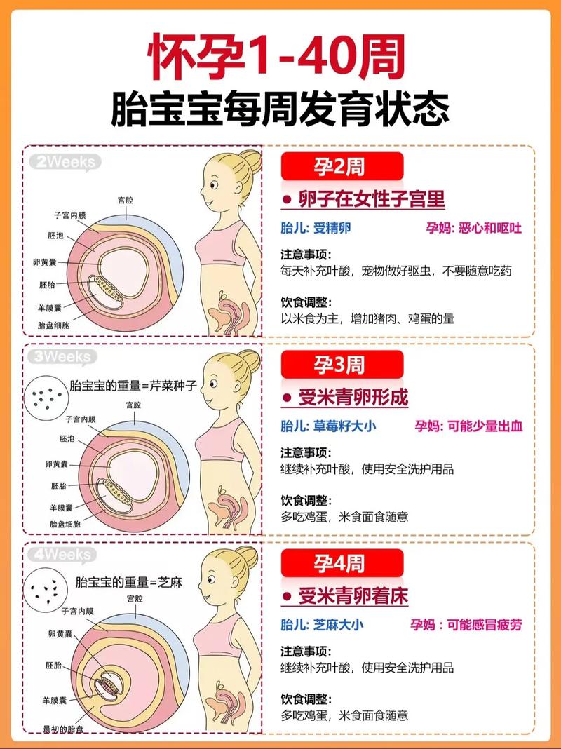 孕期胎儿脑部发育的关键时间节点是什么？不同阶段有哪些发育特点？-第3张图片-郑州医学网