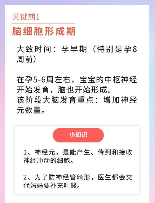 孕期胎儿脑部发育的关键时间节点是什么？不同阶段有哪些发育特点？-第1张图片-郑州医学网