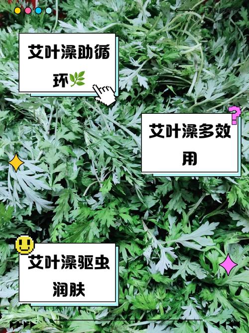 新生儿皮肤娇嫩,用艾草洗澡真的安全吗?会不会刺激皮肤或引发过敏?-第3张图片-郑州医学网 新生儿皮肤娇嫩,用艾草洗澡真的安全吗?会不会刺激皮肤或引发过敏?-第3张图片-郑州医学网