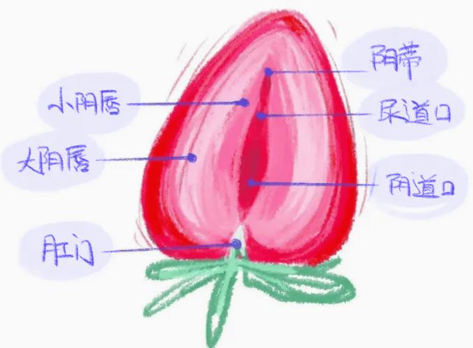 孕期阴唇变大是正常生理变化还是异常信号？需警惕哪些潜在风险？-第1张图片-郑州医学网