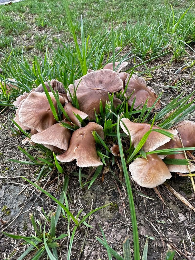 孕期食用野生蘑菇存在哪些安全隐患？如何科学判断其安全性？-第1张图片-郑州医学网