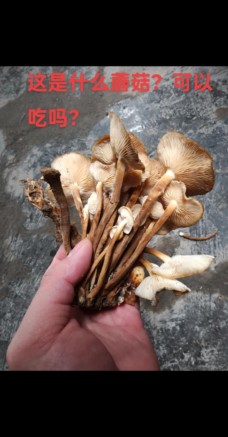 孕期食用野生蘑菇存在哪些安全隐患？如何科学判断其安全性？-第3张图片-郑州医学网