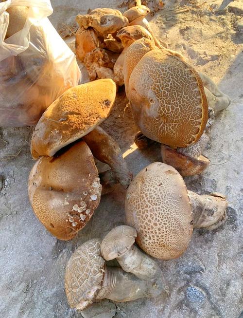 孕期食用野生蘑菇存在哪些安全隐患？如何科学判断其安全性？-第2张图片-郑州医学网