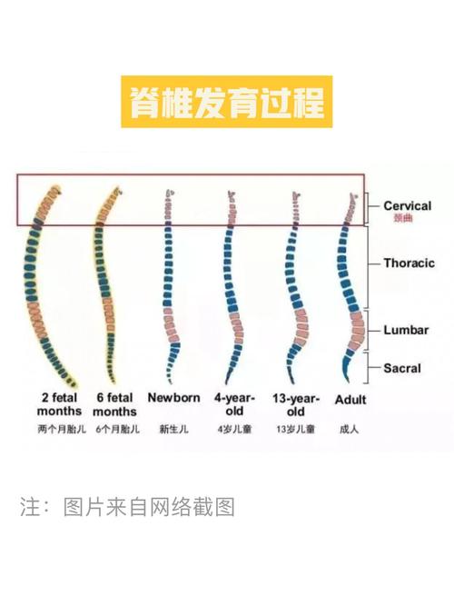 新生儿为什么不能用枕头？脊椎发育关键期需避开哪些睡眠误区？-第2张图片-郑州医学网