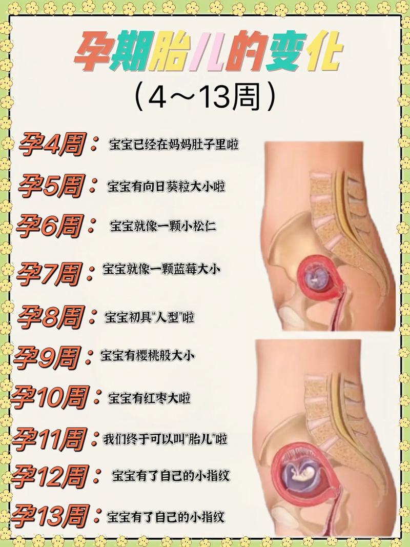 孕期4周胎儿发育情况-第1张图片-郑州医学网