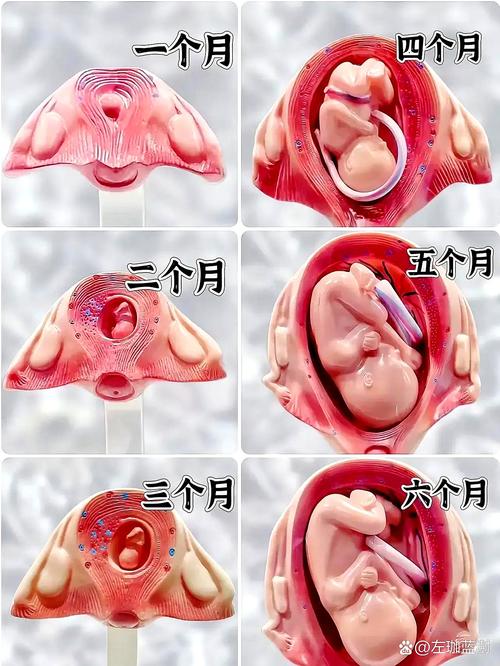 孕期4周胎儿发育情况-第2张图片-郑州医学网