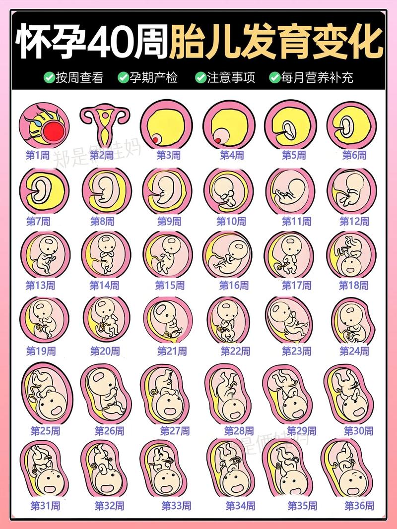 孕期4周胎儿发育情况-第3张图片-郑州医学网