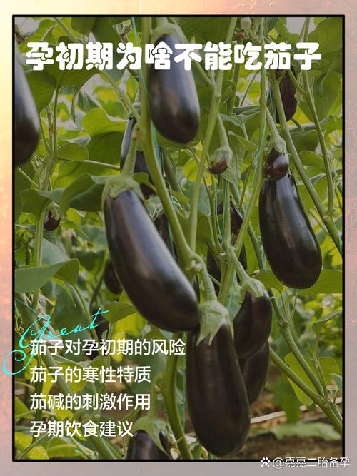 孕期吃茄子真会致流产？科学依据在哪？孕期饮食禁忌茄子为何被列入黑名单？-第2张图片-郑州医学网