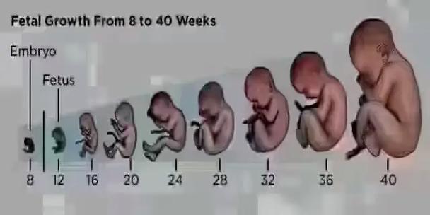 孕期37周胎儿发育图-第2张图片-郑州医学网