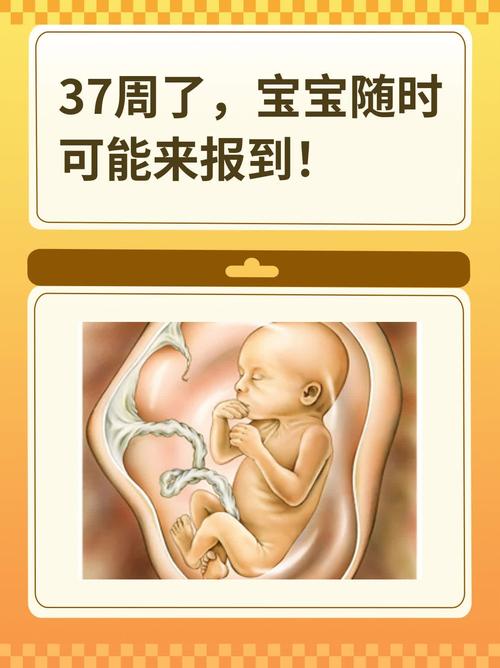 孕期37周胎儿发育图-第1张图片-郑州医学网