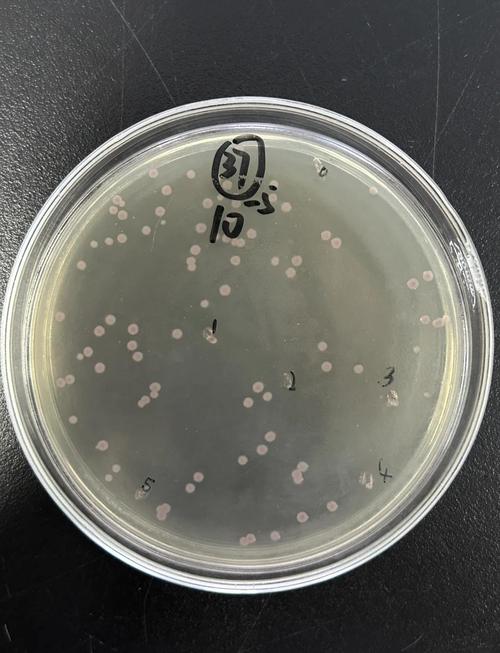 新生儿人亚种葡萄球菌-第1张图片-郑州医学网