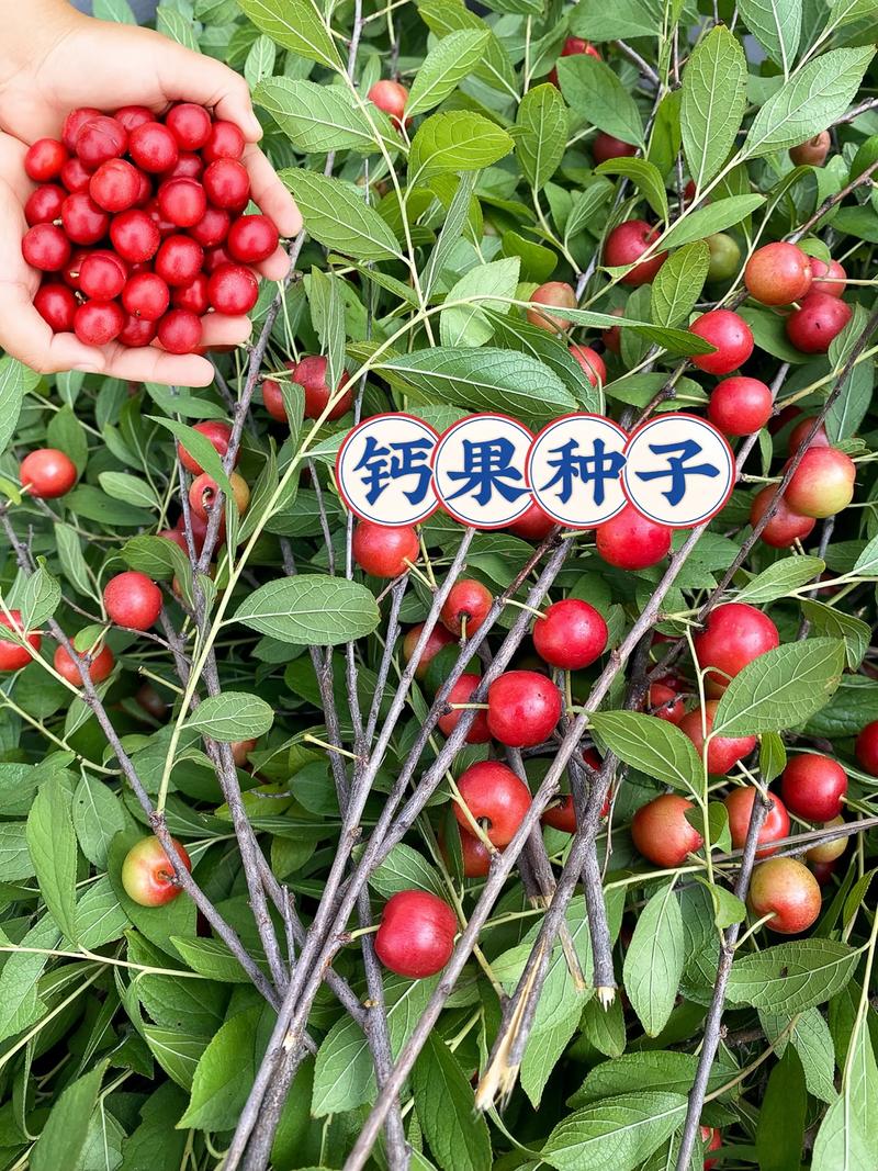 孕期补钙水果有哪些?这些水果真的能替代钙剂吗?补钙效果如何?-第2张图片-郑州医学网 孕期补钙水果有哪些?这些水果真的能替代钙剂吗?补钙效果如何?-第2张图片-郑州医学网