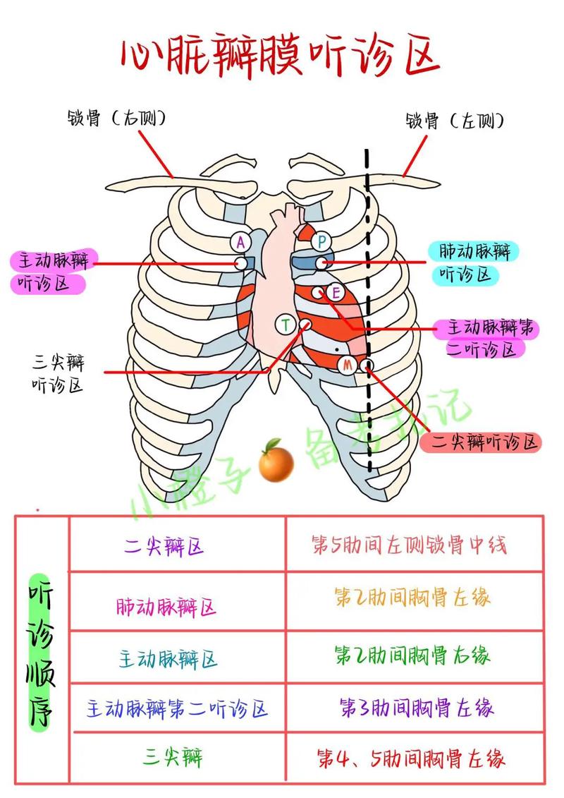 新生儿心脏有杂音听诊-第2张图片-郑州医学网