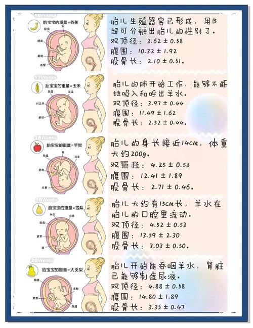 孕期如何评估胎儿体重-第1张图片-郑州医学网